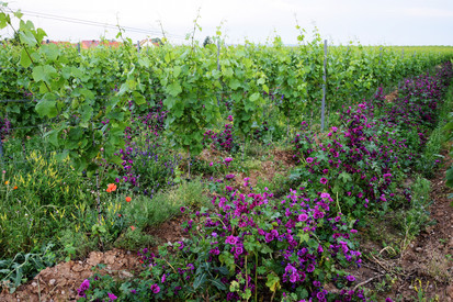 Ökologischer Weinbau