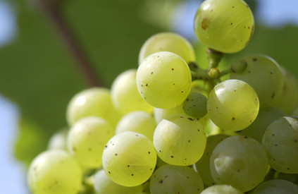 Sonderkulturen (Wein- und Gartenbau)