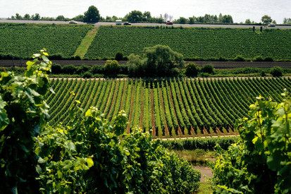 Pflanzenschutz Rheinhessen-Nahe-Mittelrhein