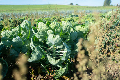 Kompetenzzentrum Ökologischer Landbau (KÖL)