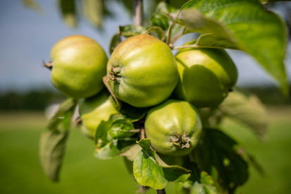 Obstbau