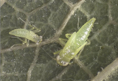 Krankheiten und Schädlinge der Rebe